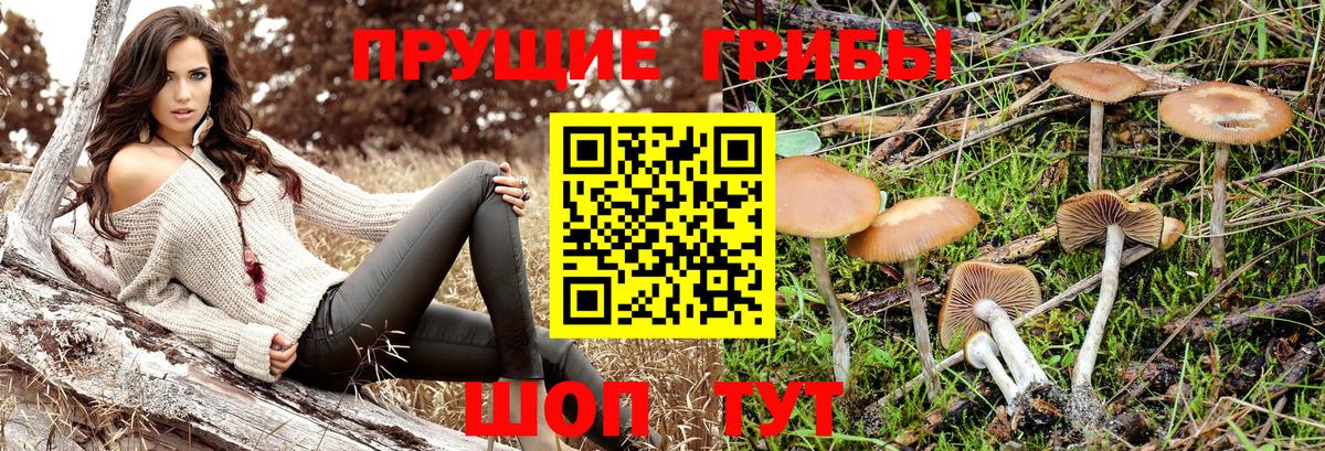 Галлюциногенные грибы GOLDEN TEACHER  Вход с VPN  Абинск  Галлюциногенные грибы Psilocybine cubensis 